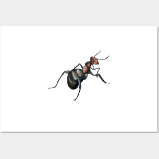 odorous ant Posters and Art